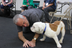 RAA and English Bulldog