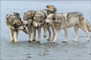 Wolves Greeting In Pack
