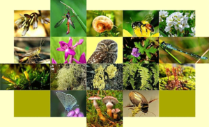 Biodiversity