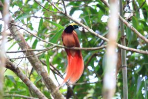Bird Of Paradise