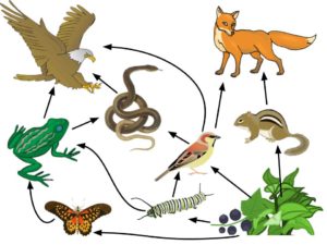 Ecology Food web