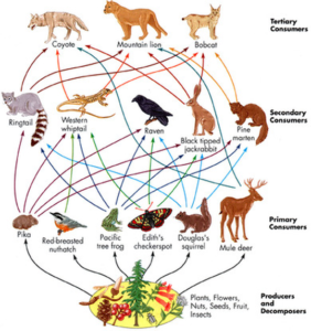 Food Web