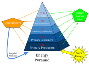 Trophic Pyramid