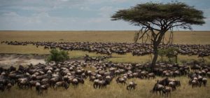 Wildebeest Migration