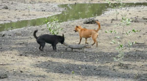 Stray-dogs-monitor-lizard