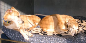 Dogs Resting