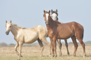 Horses