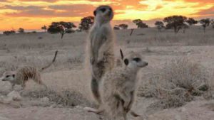 Altruistic Behavior Meerkat