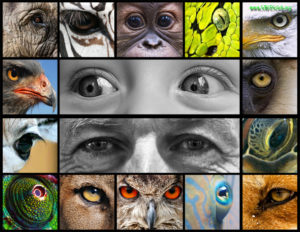 Eyes