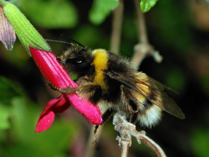 Bumblebee 1