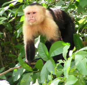 Capuchin CostaRica