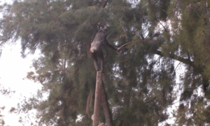 Chimpanzee Using Stick