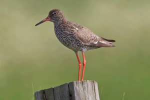 Common_Redshank_Tringa_totanus