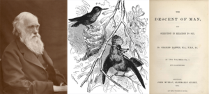 Darwin Descent Of Man 1871