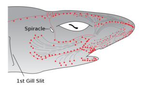 Electroreceptors_in_a_sharks_head