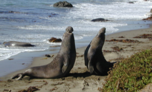 Elephant Seal Fight 2