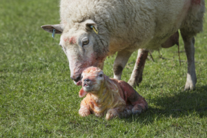 Ewe Licking Newborn