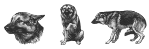 Fear Dogs-Dog Language