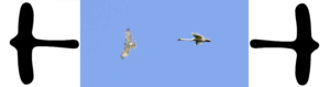 Goose&hawk