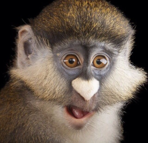 Greater spot-nosed monkey