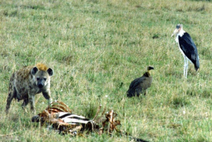 Hyena_in_masai_mara