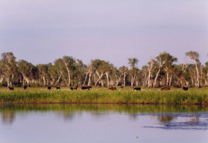 Kakadu Brumbies