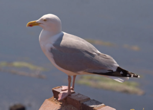 Larus Argentatus 01