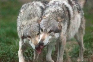 Wotan Greeting Wolfgang Wolves