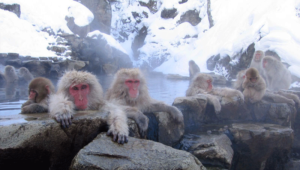Macaca Japan
