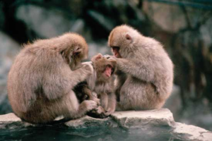 Macaques Grooming