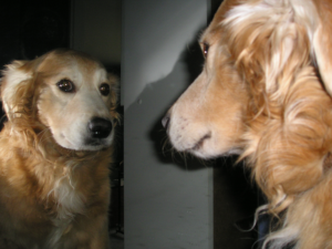 Mirror Test