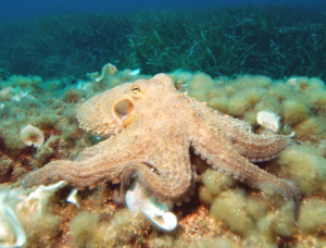Octopus 2