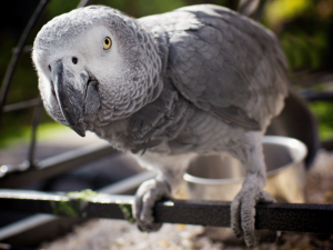 Psittacus Erithacus
