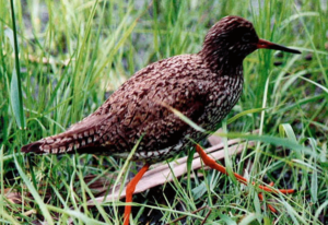 Redshank 1