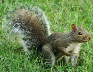 Sciurus Carolinensis