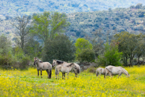 Sorrraia Horses