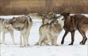 Wolves Interacting