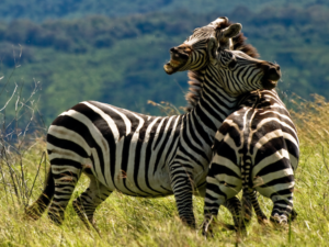Zebra fight