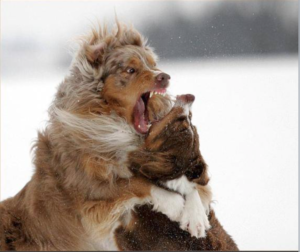 AggressiveBehavior1