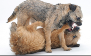 AggressiveBehavior2