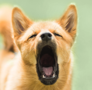 Barking