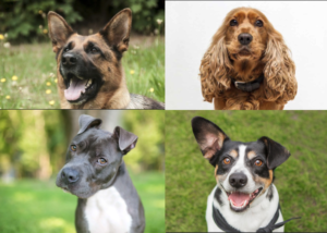Canine Ears