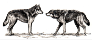 Canine Greeting 1