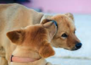 Canine Grooming 1