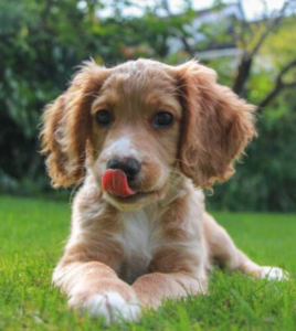 Canine Lip-Smacking
