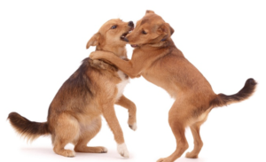 Canine Play Behavior