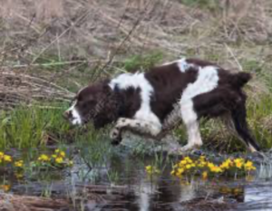 Canine Predatory Behavior