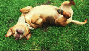 Canine Rolling Behavior