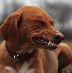 Canine Smile