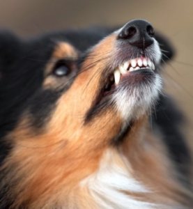 Canine Snarl
